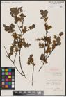 Foto von Salix aurita L.